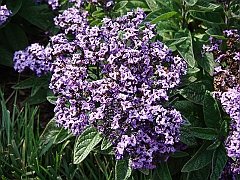 183 Longwood Gardens [2008 August 23]